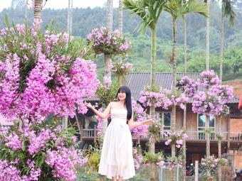 Xóm núi ngập tràn hoa lan, hút hàng nghìn khách tham quan