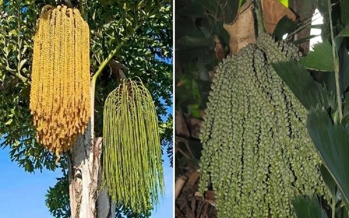 Ý nghĩa cây đủng đỉnh trong phong thủy và cuộc sống hàng ngày