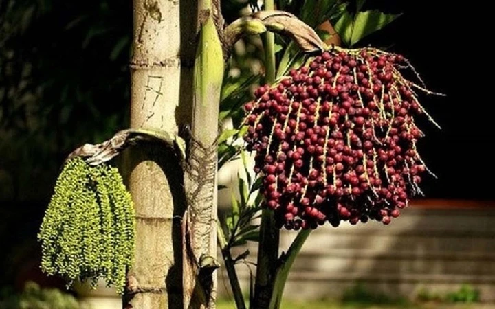 Ý nghĩa cây đủng đỉnh trong phong thủy và cuộc sống hàng ngày