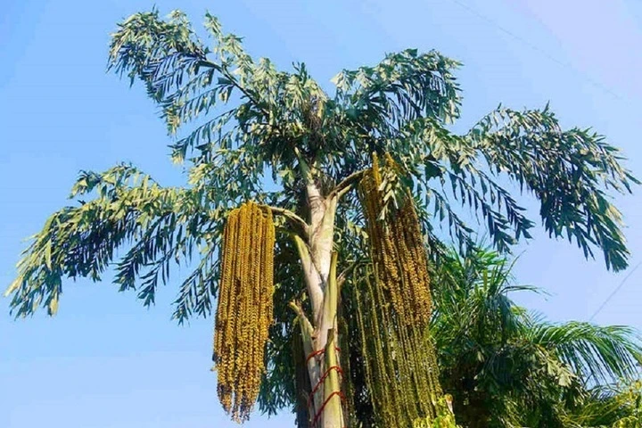 Ý nghĩa cây đủng đỉnh trong phong thủy và cuộc sống hàng ngày