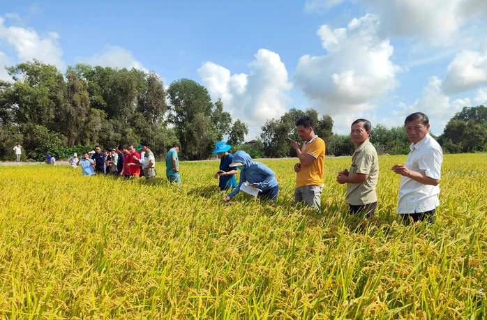 Trường đại học Úc "bắt tay" doanh nghiệp để nâng tầm hạt gạo Việt Trường đại học Úc "bắt tay" doanh nghiệp để nâng tầm hạt gạo Việt