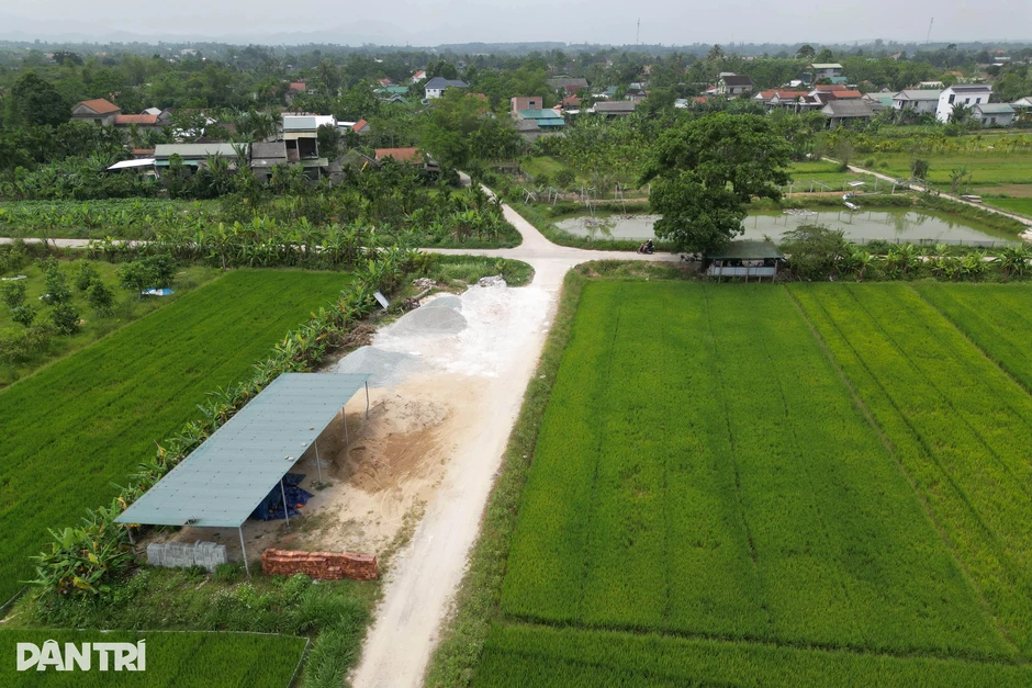 “Cây mắt biếc” từng vào bối cảnh phim Việt gây sốt, giờ ra sao?