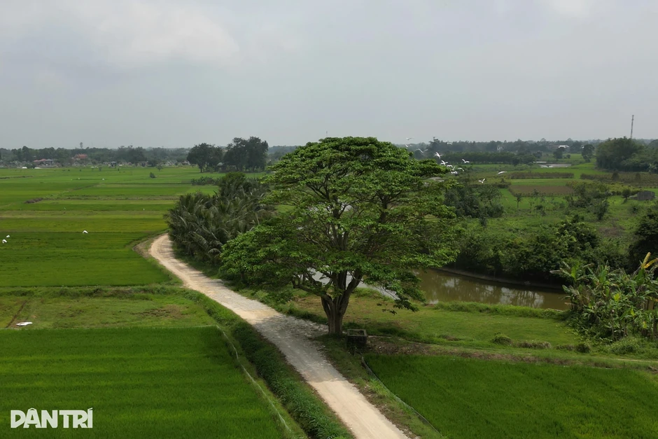 “Cây mắt biếc” từng vào bối cảnh phim Việt gây sốt, giờ ra sao?