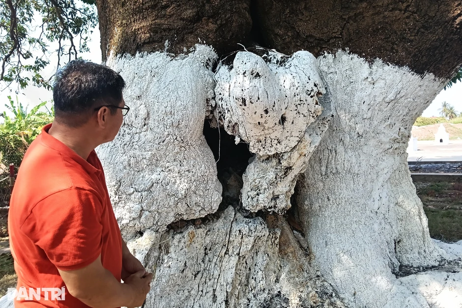 “Cứu” cây xoài cổ hơn 300 năm tuổi có dấu hiệu lão hóa, suy kiệt “Cứu” cây xoài cổ hơn 300 năm tuổi có dấu hiệu lão hóa, suy kiệt
