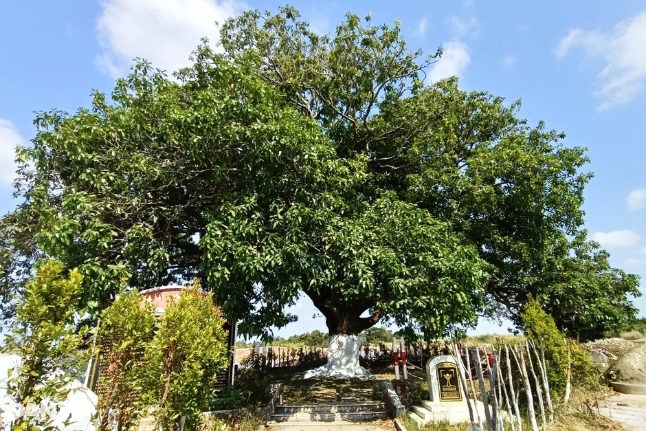 “Cứu” cây xoài cổ hơn 300 năm tuổi có dấu hiệu lão hóa, suy kiệt “Cứu” cây xoài cổ hơn 300 năm tuổi có dấu hiệu lão hóa, suy kiệt