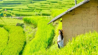 7 trải nghiệm không nên bỏ lỡ ở Y Tý mùa lúa chín