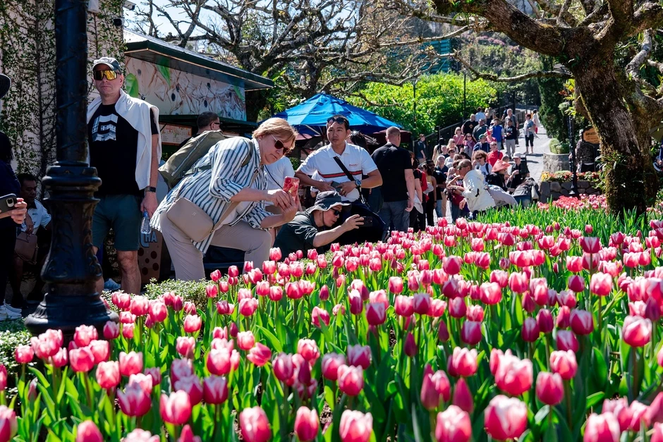 Bà Nà chiêu đãi du khách miền Trung - Tây Nguyên “đại tiệc hoa tulip” với giá 400.000 đồng Bà Nà chiêu đãi du khách miền Trung - Tây Nguyên “đại tiệc hoa tulip” với giá 400.000 đồng