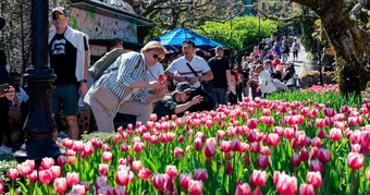 Bà Nà chiêu đãi du khách miền Trung - Tây Nguyên “đại tiệc hoa tulip” với giá 400.000 đồng