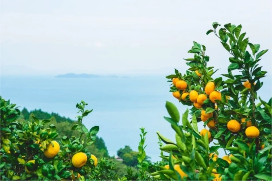 Ba trải nghiệm chữa lành khi tới Ehime Ba trải nghiệm chữa lành khi tới Ehime