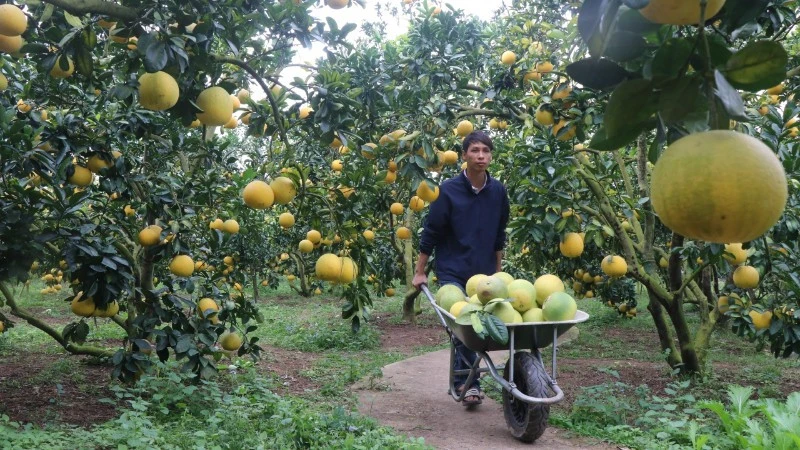 Bắc Ninh xúc tiến, kết nối doanh nghiệp lữ hành, thúc đẩy phát triển du lịch