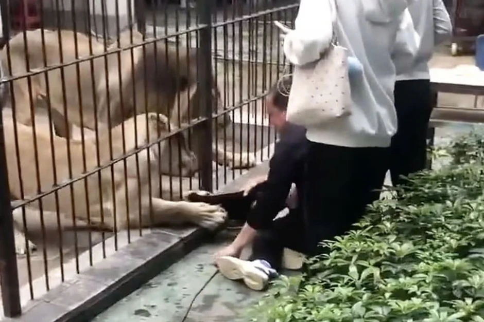 Bị sư tử cái tấn công, người đàn ông Ấn Độ sống sót nhờ hành động bất ngờ Bị sư tử cái tấn công, người đàn ông Ấn Độ sống sót nhờ hành động bất ngờ