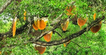 Cả trăm tổ ong nặng trĩu mật trên cây cổ thụ như "thác mật" gây choáng ngợp