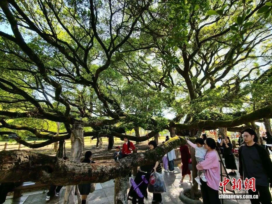 Cây đa cổ thụ tuổi đời 900 năm ở Trung Quốc có thể che bóng cả nghìn người Cây đa cổ thụ tuổi đời 900 năm ở Trung Quốc có thể che bóng cả nghìn người
