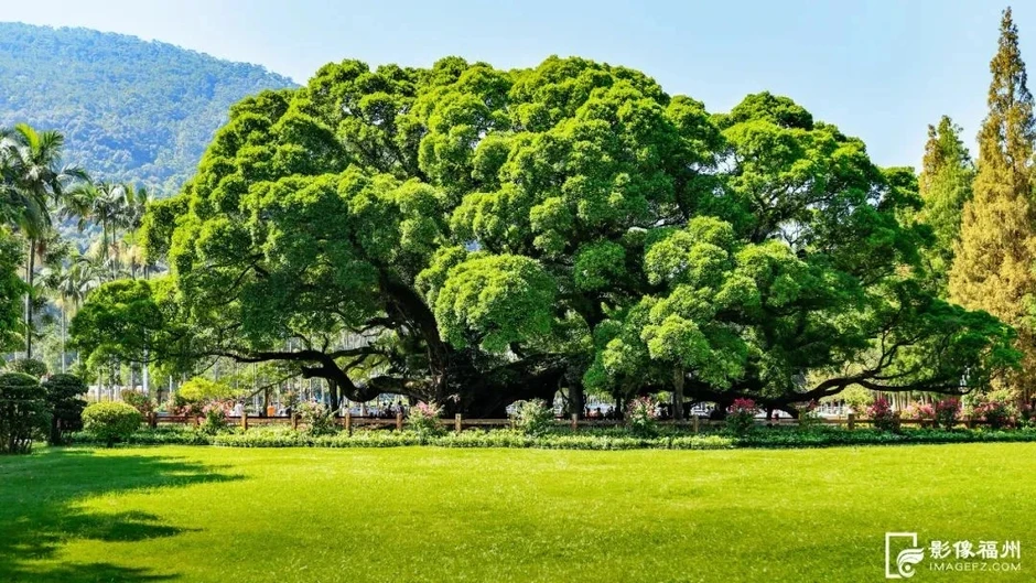 Cây đa cổ thụ tuổi đời 900 năm ở Trung Quốc có thể che bóng cả nghìn người Cây đa cổ thụ tuổi đời 900 năm ở Trung Quốc có thể che bóng cả nghìn người