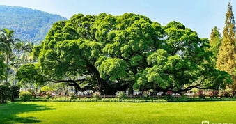 Cây đa cổ thụ tuổi đời 900 năm ở Trung Quốc có thể che bóng cả nghìn người