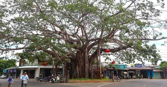 Cây đa đặc biệt ở ngôi làng còn lưu giữ 32 sắc phong vua ban