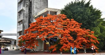 Cây phượng vĩ "biết chiều lòng người"