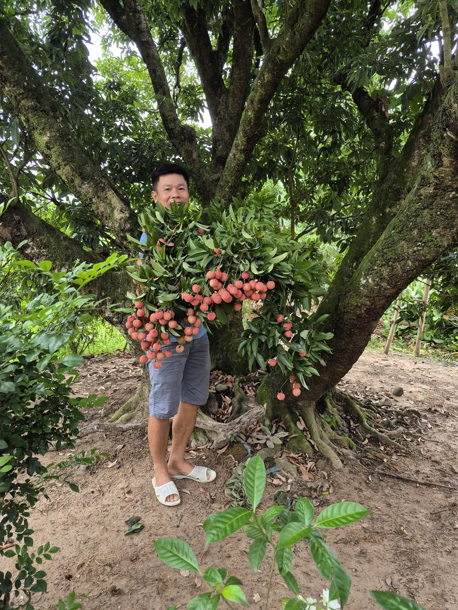 Cây vải cổ thụ 150 năm, gia chủ Hải Phòng thu hoạch 5 tạ quả Cây vải cổ thụ 150 năm, gia chủ Hải Phòng thu hoạch 5 tạ quả