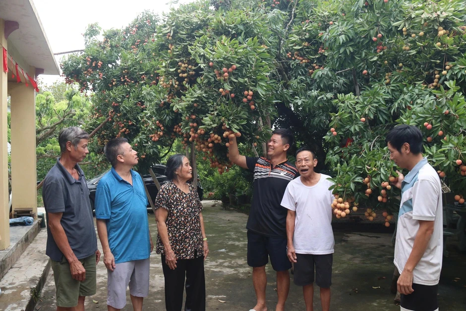 Cây vải cổ thụ 150 năm, gia chủ Hải Phòng thu hoạch 5 tạ quả Cây vải cổ thụ 150 năm, gia chủ Hải Phòng thu hoạch 5 tạ quả