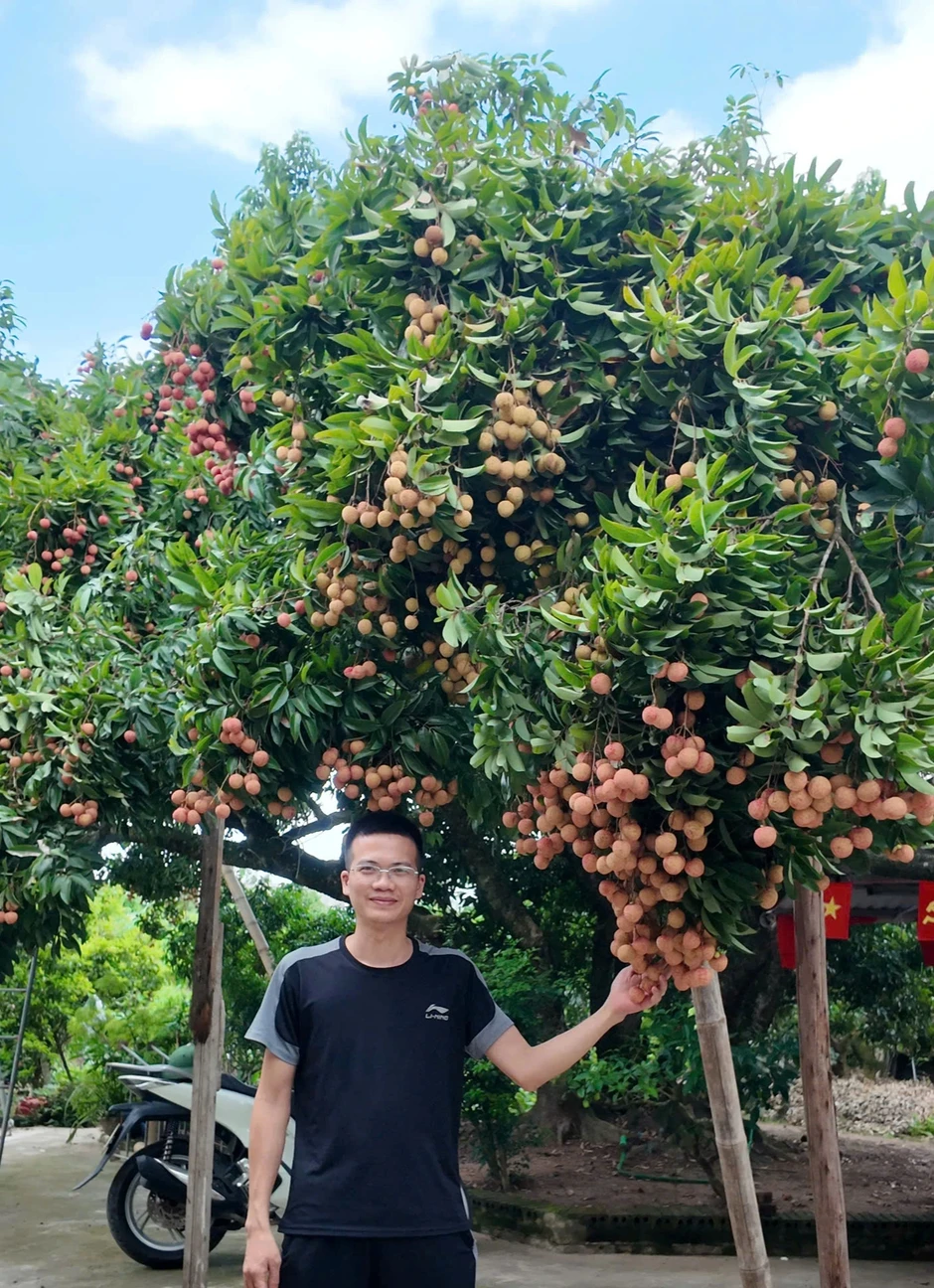 Cây vải cổ thụ 150 năm, gia chủ Hải Phòng thu hoạch 5 tạ quả Cây vải cổ thụ 150 năm, gia chủ Hải Phòng thu hoạch 5 tạ quả