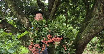 Cây vải cổ thụ 150 năm, gia chủ Hải Phòng thu hoạch 5 tạ quả