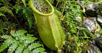 Cô gái lạc trong rừng ở Malaysia 14 ngày, sống nhờ uống thứ nước lạ