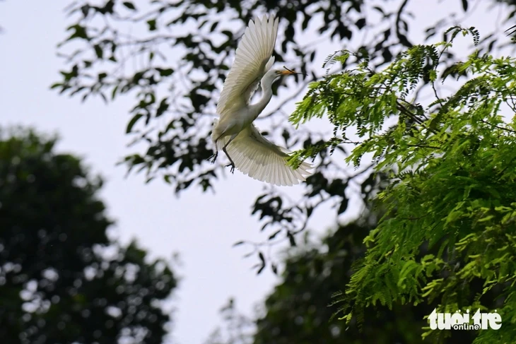 Cò trắng về chùa Hang, hàng ngàn con phủ kín tán cây ở Vĩnh Long Cò trắng về chùa Hang, hàng ngàn con phủ kín tán cây ở Vĩnh Long