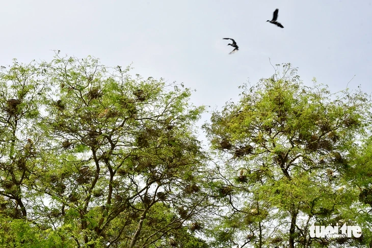Cò trắng về chùa Hang, hàng ngàn con phủ kín tán cây ở Vĩnh Long Cò trắng về chùa Hang, hàng ngàn con phủ kín tán cây ở Vĩnh Long