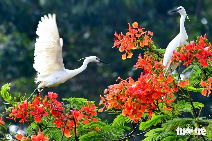 Cò trắng về chùa Hang, hàng ngàn con phủ kín tán cây ở Vĩnh Long Cò trắng về chùa Hang, hàng ngàn con phủ kín tán cây ở Vĩnh Long