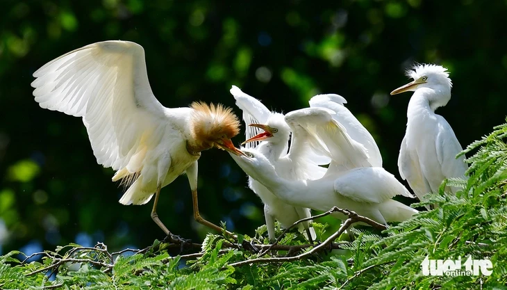 Cò trắng về chùa Hang, hàng ngàn con phủ kín tán cây ở Vĩnh Long Cò trắng về chùa Hang, hàng ngàn con phủ kín tán cây ở Vĩnh Long