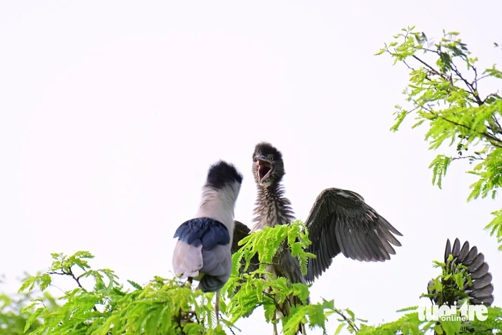 Cò trắng về chùa Hang, hàng ngàn con phủ kín tán cây ở Vĩnh Long Cò trắng về chùa Hang, hàng ngàn con phủ kín tán cây ở Vĩnh Long