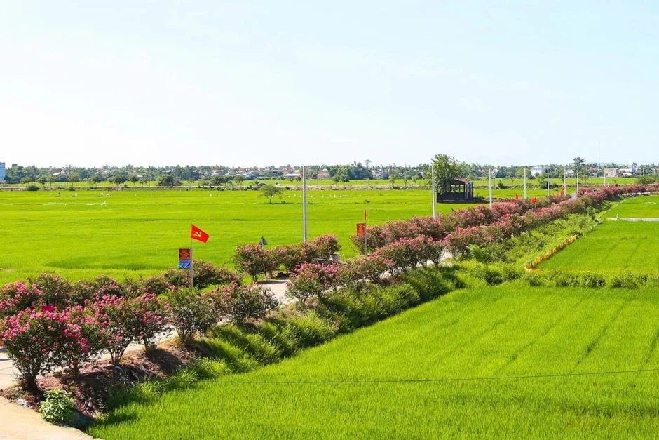 Con đường hoa tường vi nở rực dài cả cây số thu hút du khách check-in