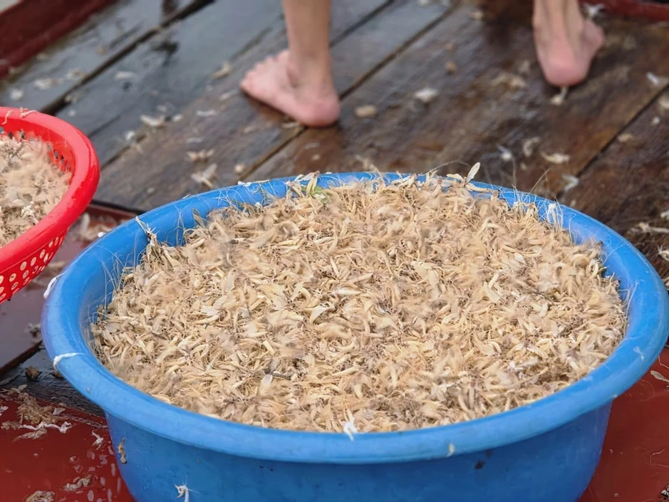 Đặc sản ở Hà Nội xuất hiện 30 phút rồi chết, muốn bắt phải canh cả đêm Đặc sản ở Hà Nội xuất hiện 30 phút rồi chết, muốn bắt phải canh cả đêm