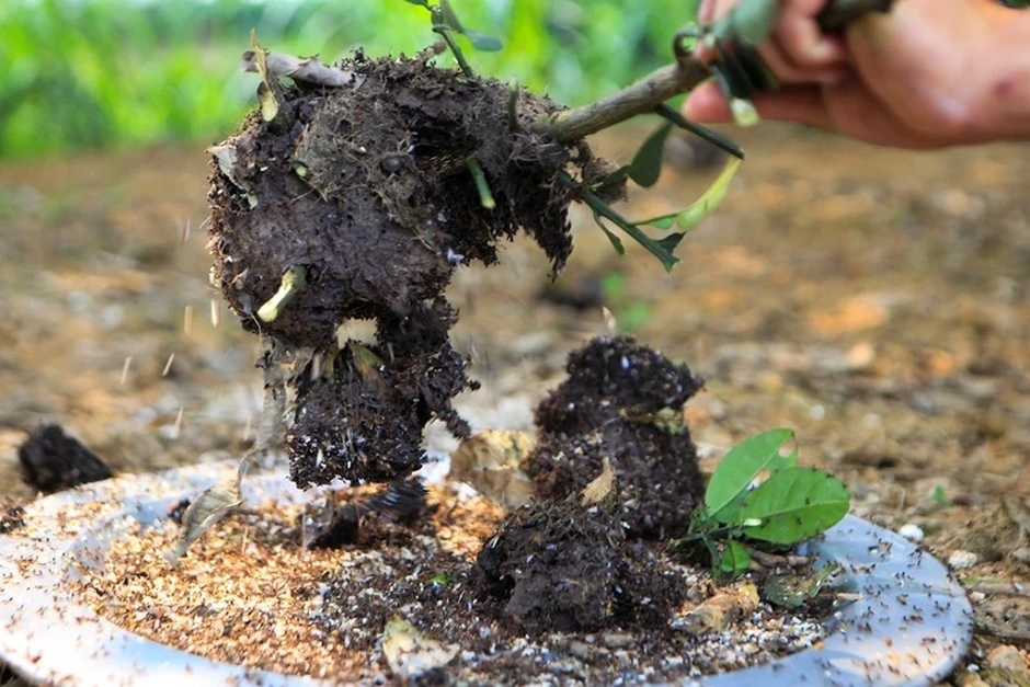 Đặc sản ở Việt Nam nửa triệu đồng/kg, được ví là "khổ trước, sướng sau" Đặc sản ở Việt Nam nửa triệu đồng/kg, được ví là "khổ trước, sướng sau"
