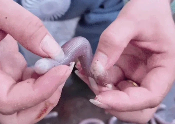 Đặc sản tiến vua sấy khô, bơm hơi suốt 4 tiếng, đắt đỏ gần 10 triệu đồng/kg Đặc sản tiến vua sấy khô, bơm hơi suốt 4 tiếng, đắt đỏ gần 10 triệu đồng/kg