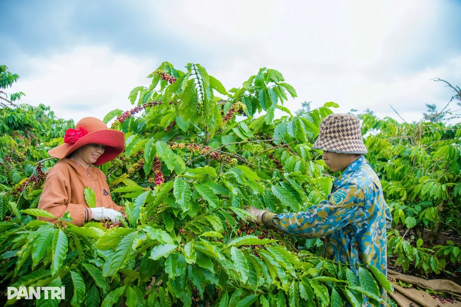 Đắk Lắk sẽ quảng bá cà phê Buôn Ma Thuột lên sóng Discovery Đắk Lắk sẽ quảng bá cà phê Buôn Ma Thuột lên sóng Discovery