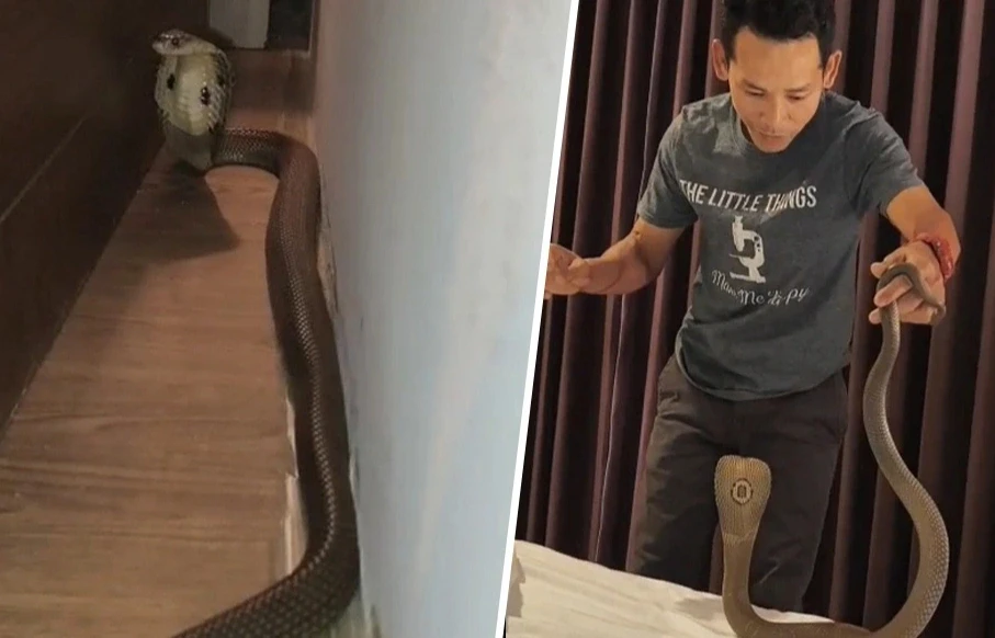 Đang ngủ, cặp đôi phát hiện hổ mang dài nửa mét trong khách sạn ở Thái Lan Đang ngủ, cặp đôi phát hiện hổ mang dài nửa mét trong khách sạn ở Thái Lan