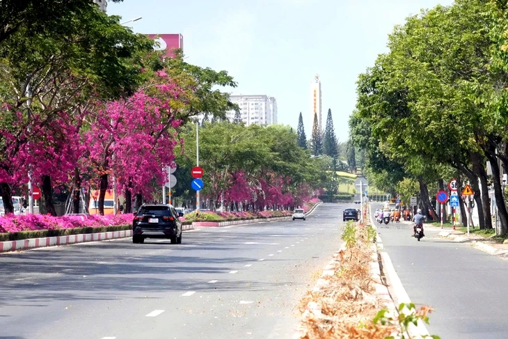 Di dời hơn 4.600 cây huỳnh liên, cải tạo trục đường cửa ngõ Vũng Tàu từ 6 lên 8 làn xe Di dời hơn 4.600 cây huỳnh liên, cải tạo trục đường cửa ngõ Vũng Tàu từ 6 lên 8 làn xe