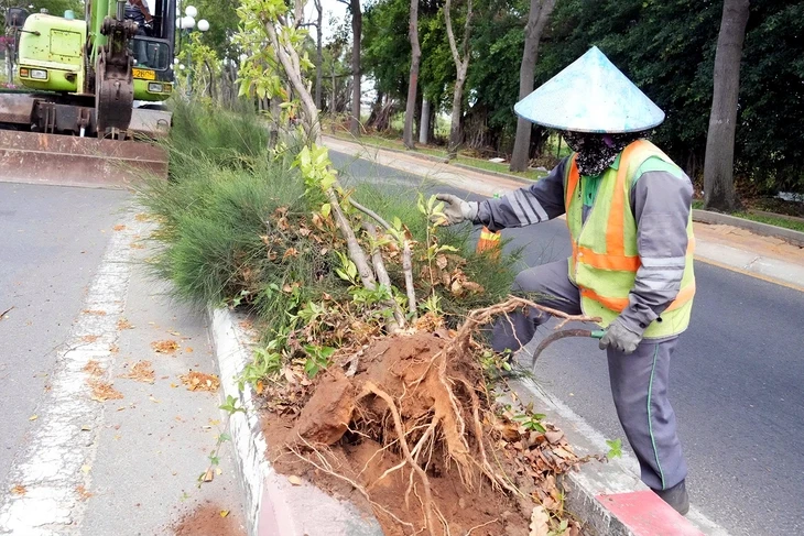 Di dời hơn 4.600 cây huỳnh liên, cải tạo trục đường cửa ngõ Vũng Tàu từ 6 lên 8 làn xe Di dời hơn 4.600 cây huỳnh liên, cải tạo trục đường cửa ngõ Vũng Tàu từ 6 lên 8 làn xe