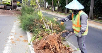 Di dời hơn 4.600 cây huỳnh liên, cải tạo trục đường cửa ngõ Vũng Tàu từ 6 lên 8 làn xe