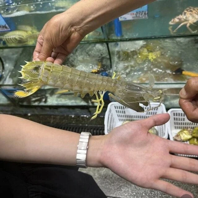 Đĩa bề bề 4 triệu đồng ở nhà hàng Trung Quốc, chủ tiệm áp lực qua đời Đĩa bề bề 4 triệu đồng ở nhà hàng Trung Quốc, chủ tiệm áp lực qua đời