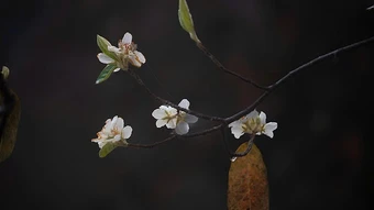 Điểm hẹn mùa Xuân ở Ngọc Chiến