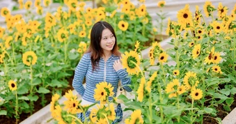 Đỉnh Bà Nà rực vàng mùa hoa hướng dương, thu hút du khách thập phương