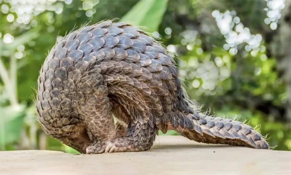Đối mặt án tù vì nấu tê tê cho du khách