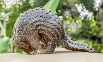 Đối mặt án tù vì nấu tê tê cho du khách