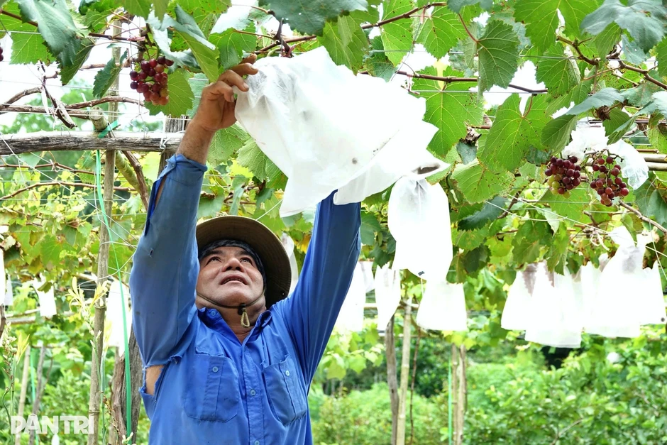 Đón lượng khách "vàng" dịp lễ 2/9, du lịch miệt vườn ở Phú Quốc lên ngôi Đón lượng khách "vàng" dịp lễ 2/9, du lịch miệt vườn ở Phú Quốc lên ngôi