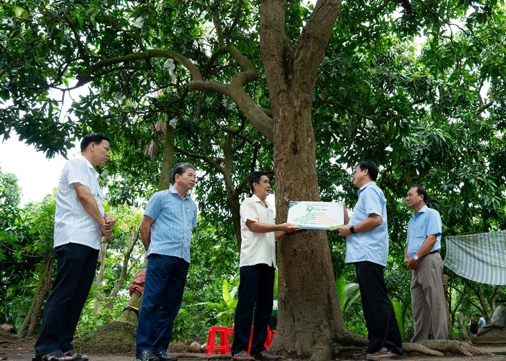 Đồng Tháp gắn tuổi cho 21 cây ăn trái, có cây xoài 60 tuổi Đồng Tháp gắn tuổi cho 21 cây ăn trái, có cây xoài 60 tuổi