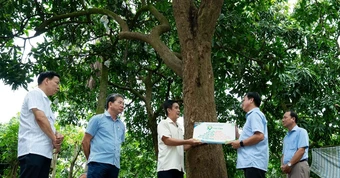 Đồng Tháp gắn tuổi cho 21 cây ăn trái, có cây xoài 60 tuổi