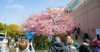 Du khách chiêm ngưỡng hoa anh đào nở sớm ở Tokyo, Nhật Bản