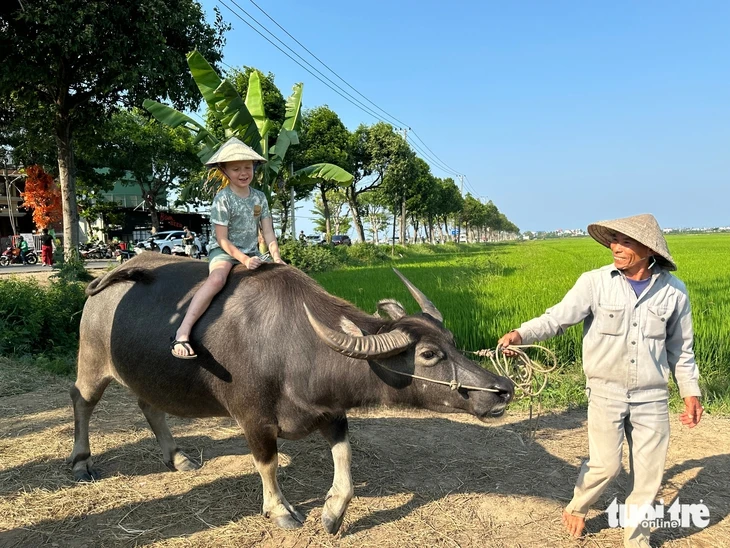 Du khách hào hứng trải nghiệm cưỡi trâu, chụp ảnh giữa đồng lúa ở Hội An Du khách hào hứng trải nghiệm cưỡi trâu, chụp ảnh giữa đồng lúa ở Hội An